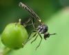 Dioctria hyalipennis